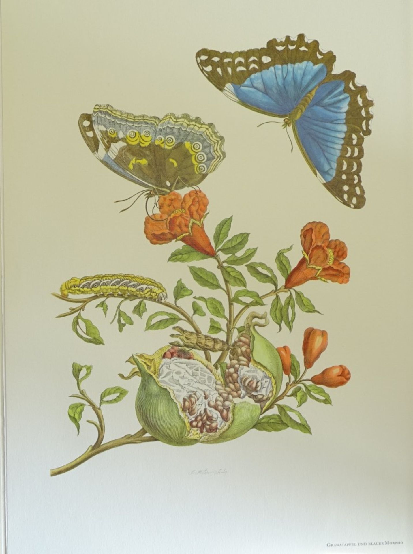 Kunstmappe - Maria Sibylla Merian,1964, mit 12 Grafiken,Band 46,5x32cm - Bild 8 aus 10