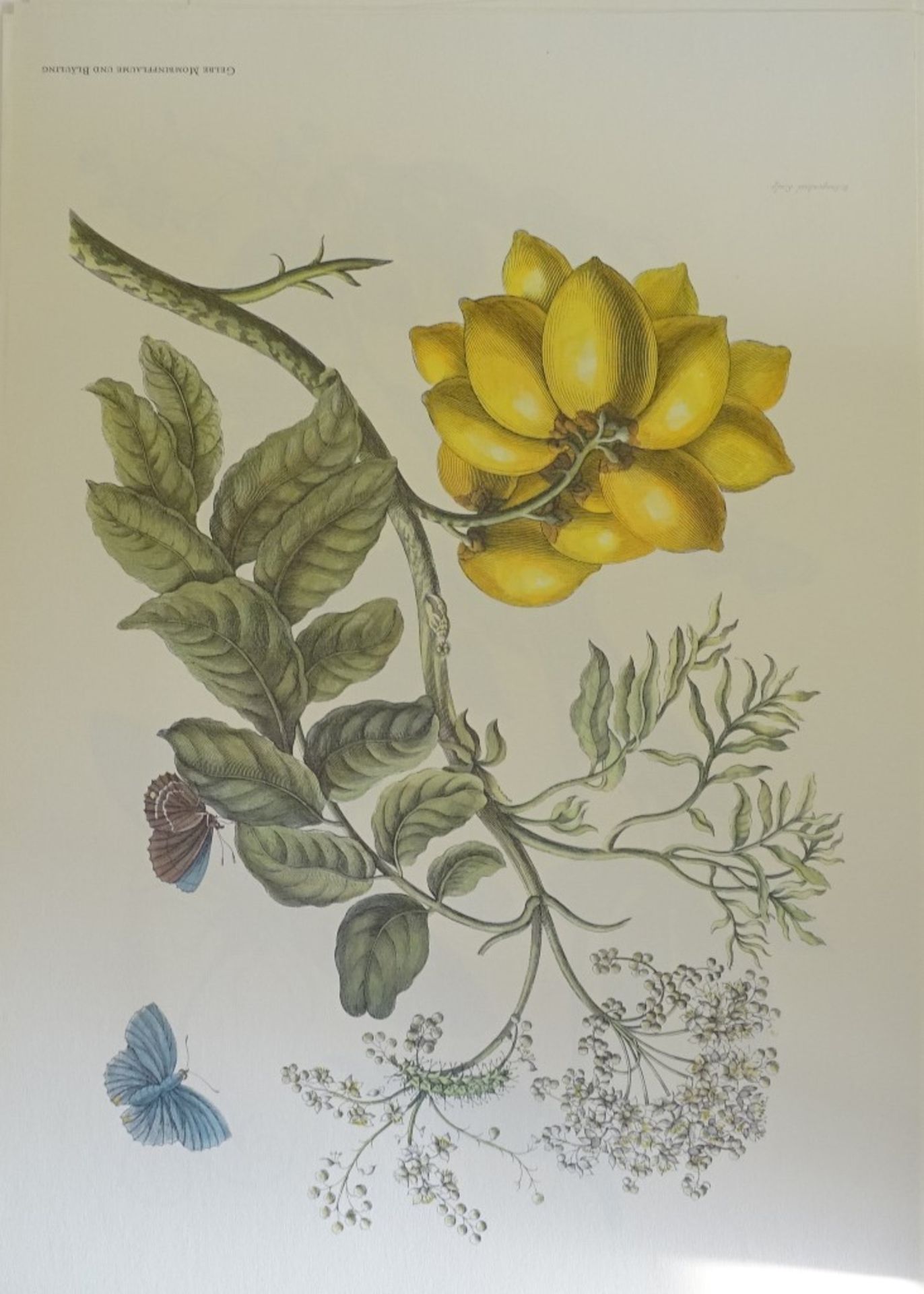 Kunstmappe - Maria Sibylla Merian,1964, mit 12 Grafiken,Band 46,5x32cm - Bild 9 aus 10