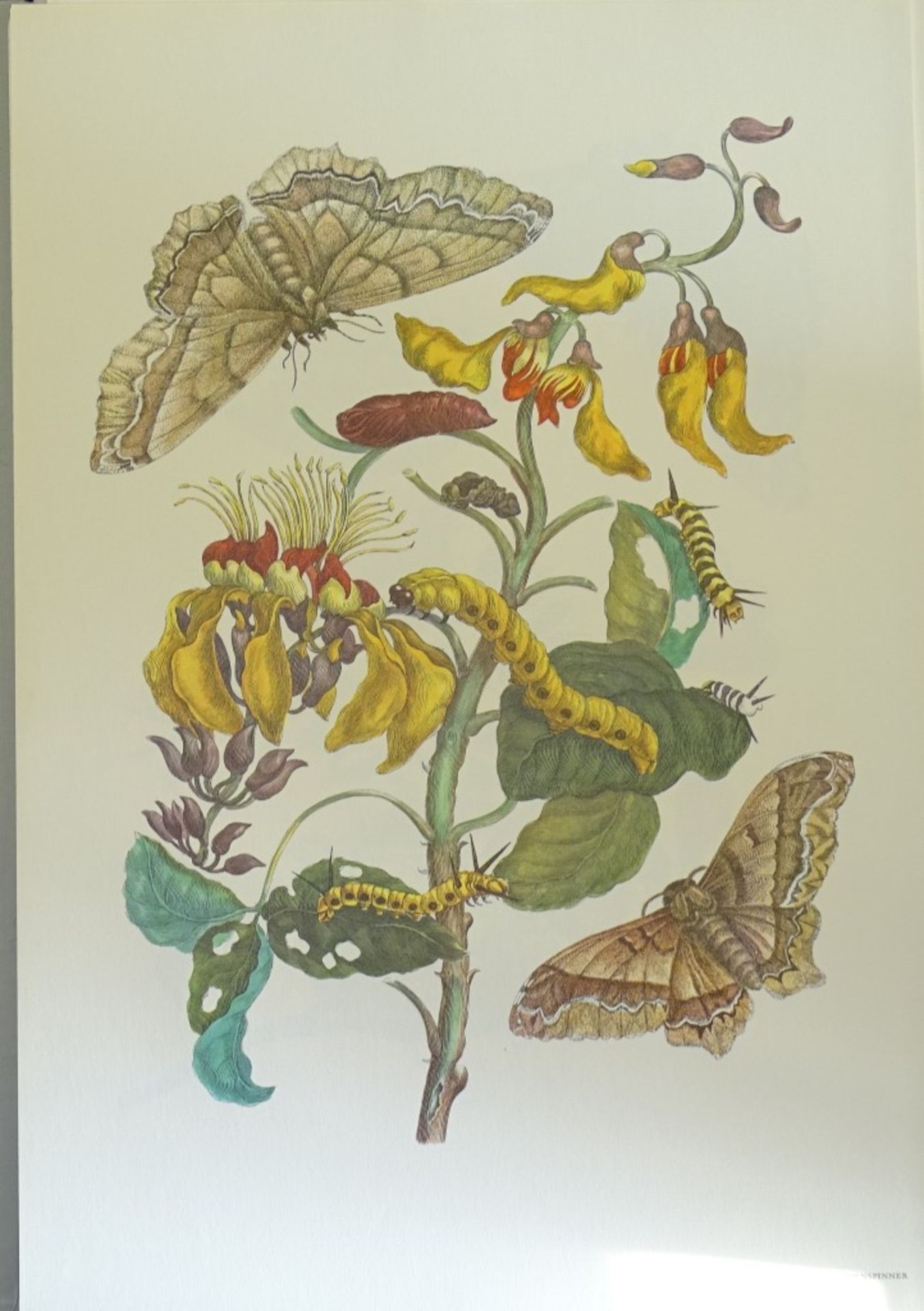 Kunstmappe - Maria Sibylla Merian,1964, mit 12 Grafiken,Band 46,5x32cm - Bild 7 aus 10