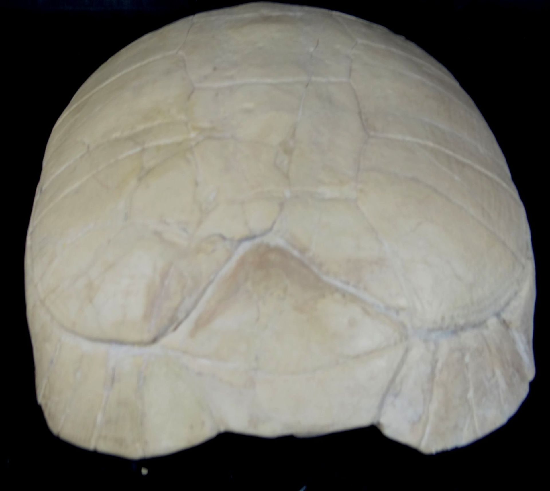versteinerte Schildkröte, H-7 cm, 21x16 c - Bild 3 aus 4