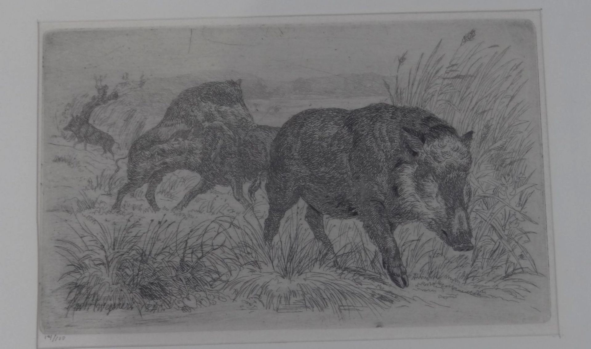 Wilh. Wegener, 1899 "Wildschweine" orig. Radierung, 14/100, MG 10x17 cm, BG 28x34 cm, in Platte