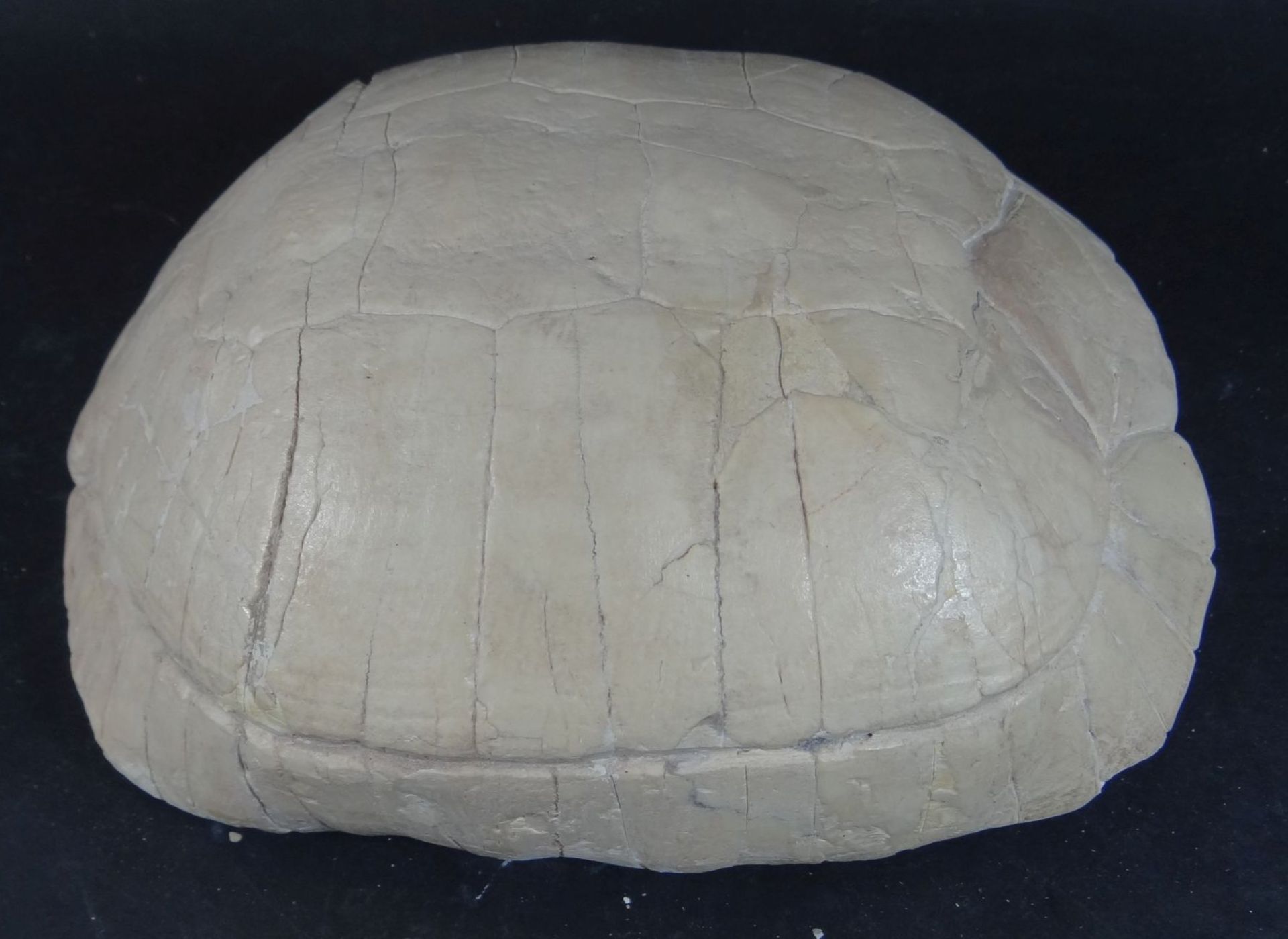 versteinerte Schildkröte, H-7 cm, 21x16 c