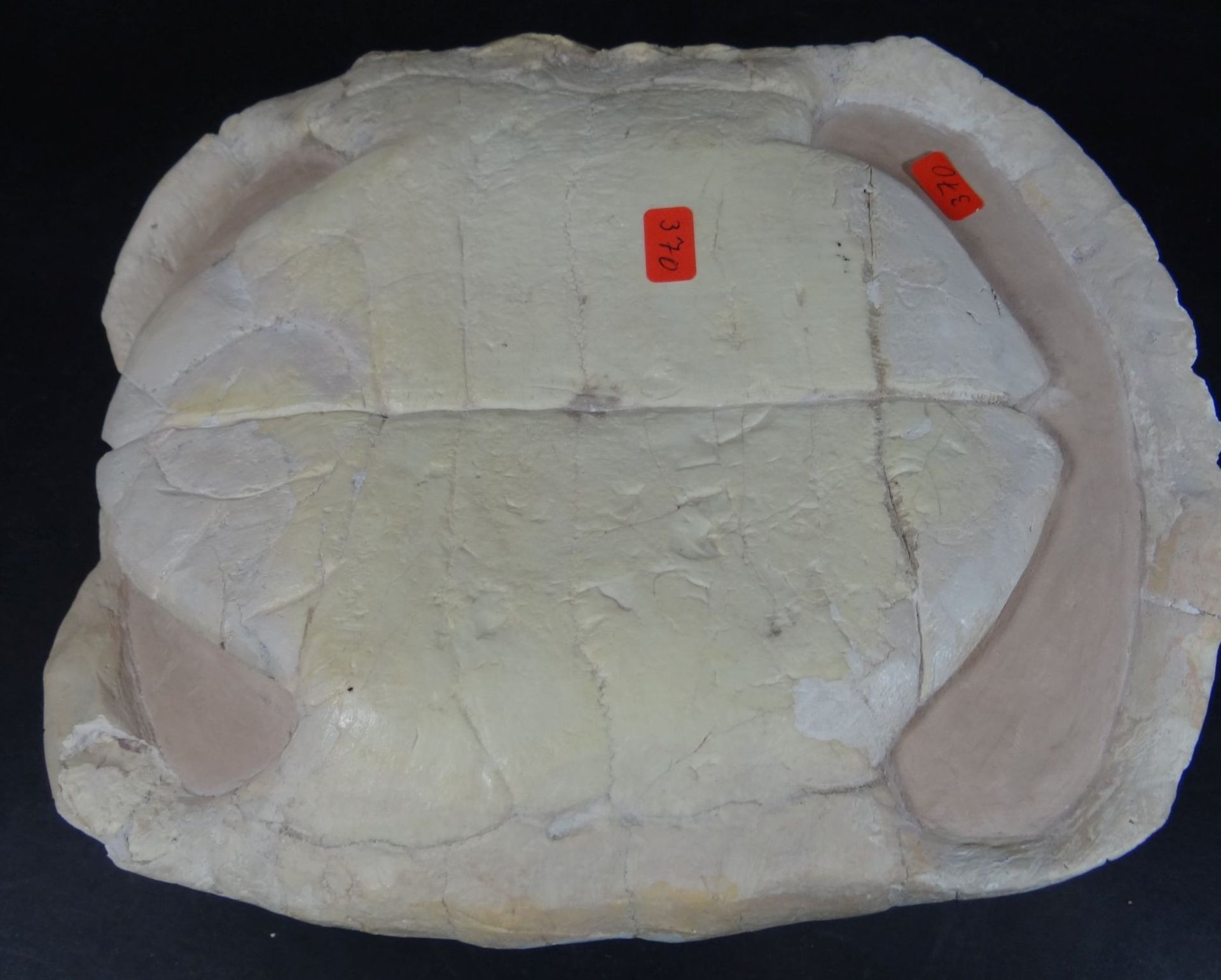 versteinerte Schildkröte, H-7 cm, 21x16 c - Bild 4 aus 4