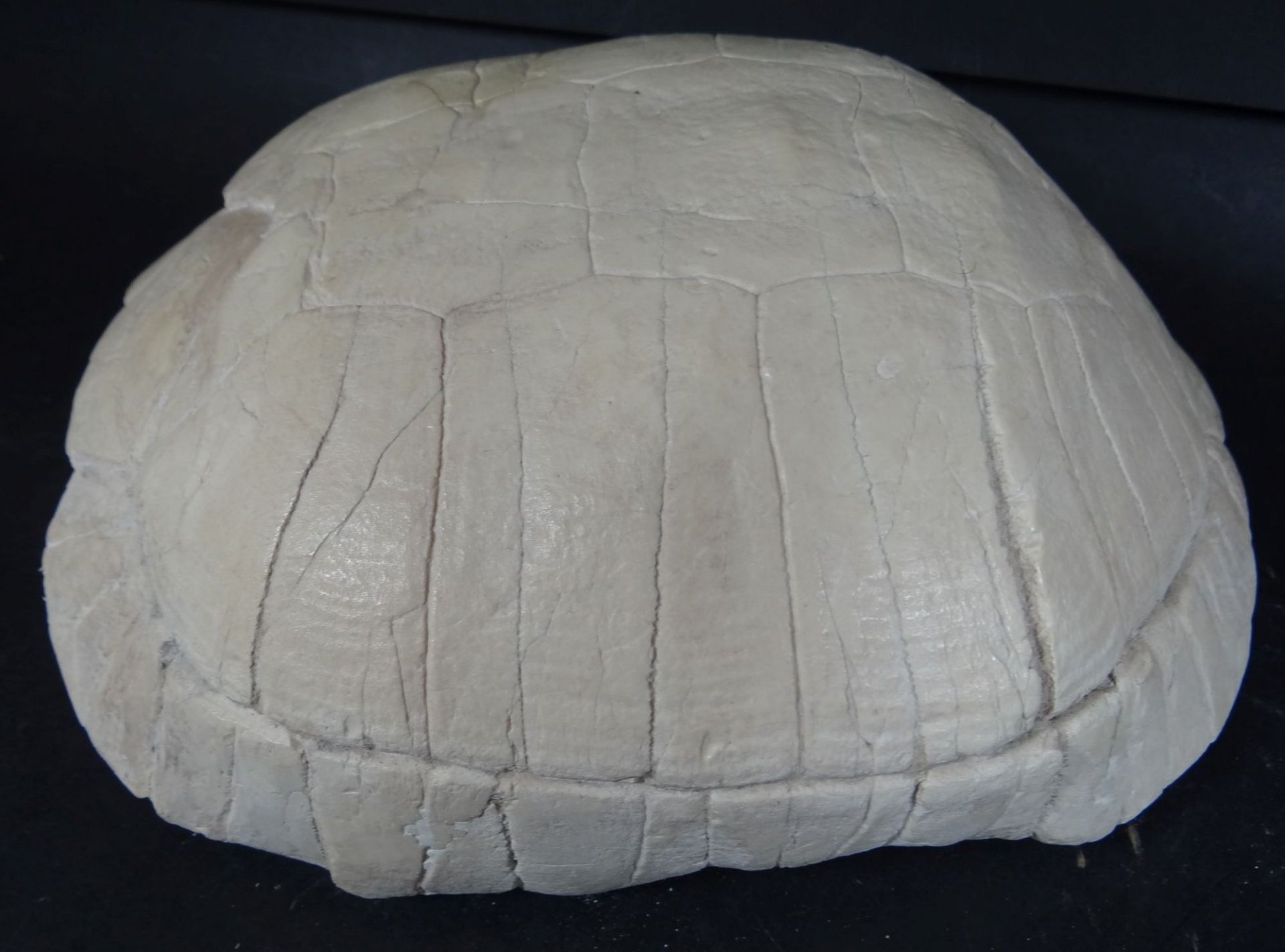 versteinerte Schildkröte, H-7 cm, 21x16 c - Bild 2 aus 4