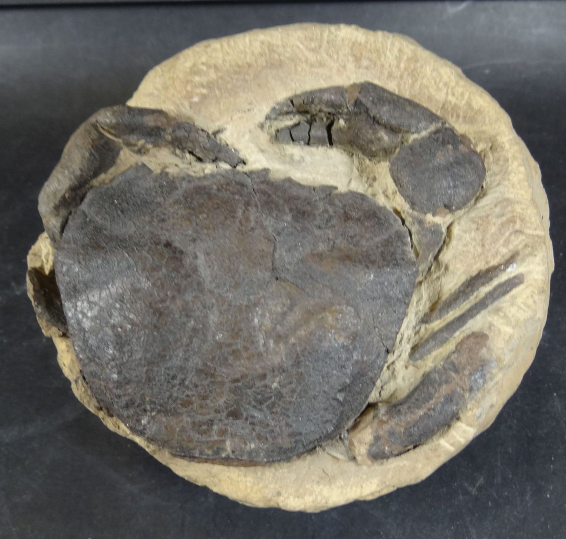 gr. versteinerte Krabbe "Coeloma balticum Schlueter", Fundort Dänemark, H-8,5 cm, 12x12 c - Bild 2 aus 5