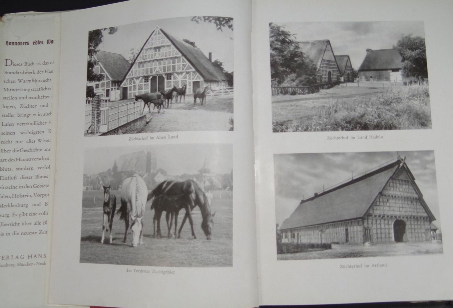 2x Bücher über Hannerv. Warmblut und Pferdezucht um 1950, viele Fot - Image 6 of 8