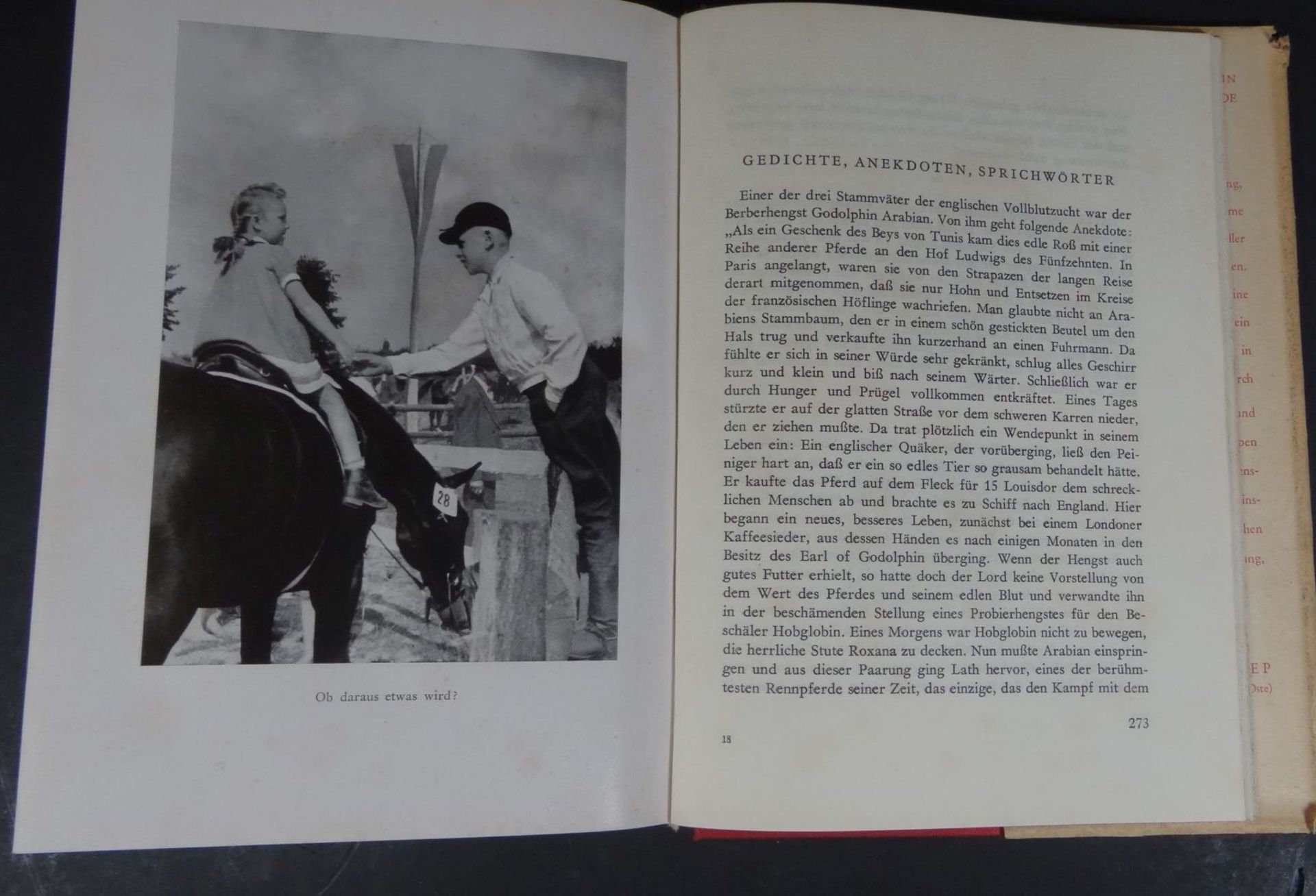 2x Bücher über Hannerv. Warmblut und Pferdezucht um 1950, viele Fot - Image 3 of 8