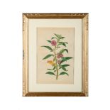 Flowers, from Lord Macartney's albumssecond half of the 18th centurywatercolor on laid and