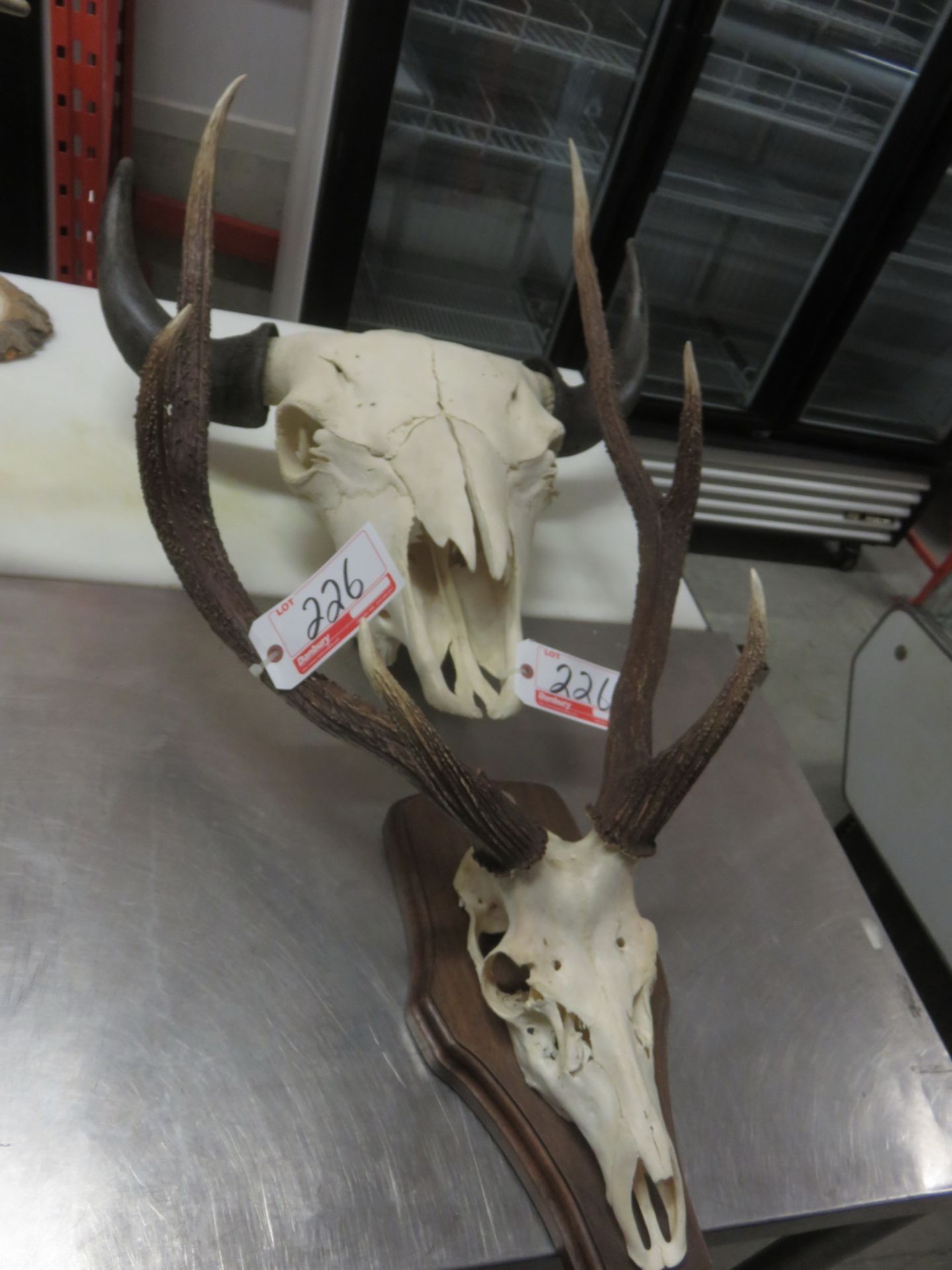 LOT - DEER & BULL SKULL DECOR