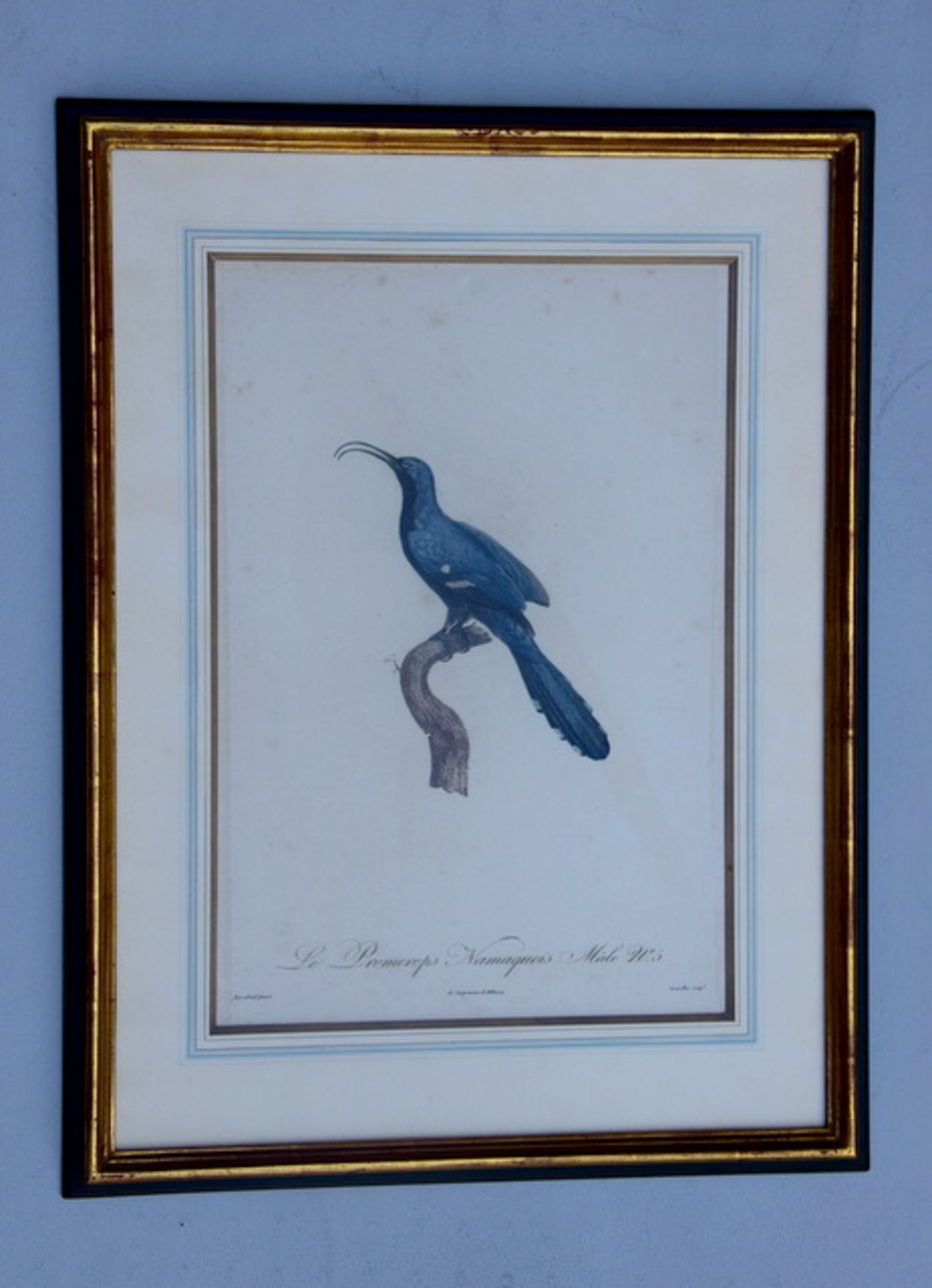 Barraband, Jacques (1768 Aubusson Creuse - 1809 Lyon): Kupferstich, "Le Geai bleu-verdin. No. 44." - Bild 4 aus 4