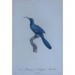 Barraband, Jacques (1768 Aubusson Creuse - 1809 Lyon): Kupferstich, "Le Geai bleu-verdin. No. 44."