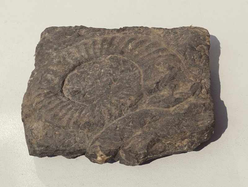 Großer versteinerter Ammonit