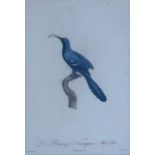 Barraband, Jacques (1768 Aubusson Creuse - 1809 Lyon): Kupferstich, "Le Geai bleu-verdin. No. 44." u