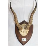 A pair of ridged antelope/impala horns mounted on a shield-shaped wooden plaque; horns are approx