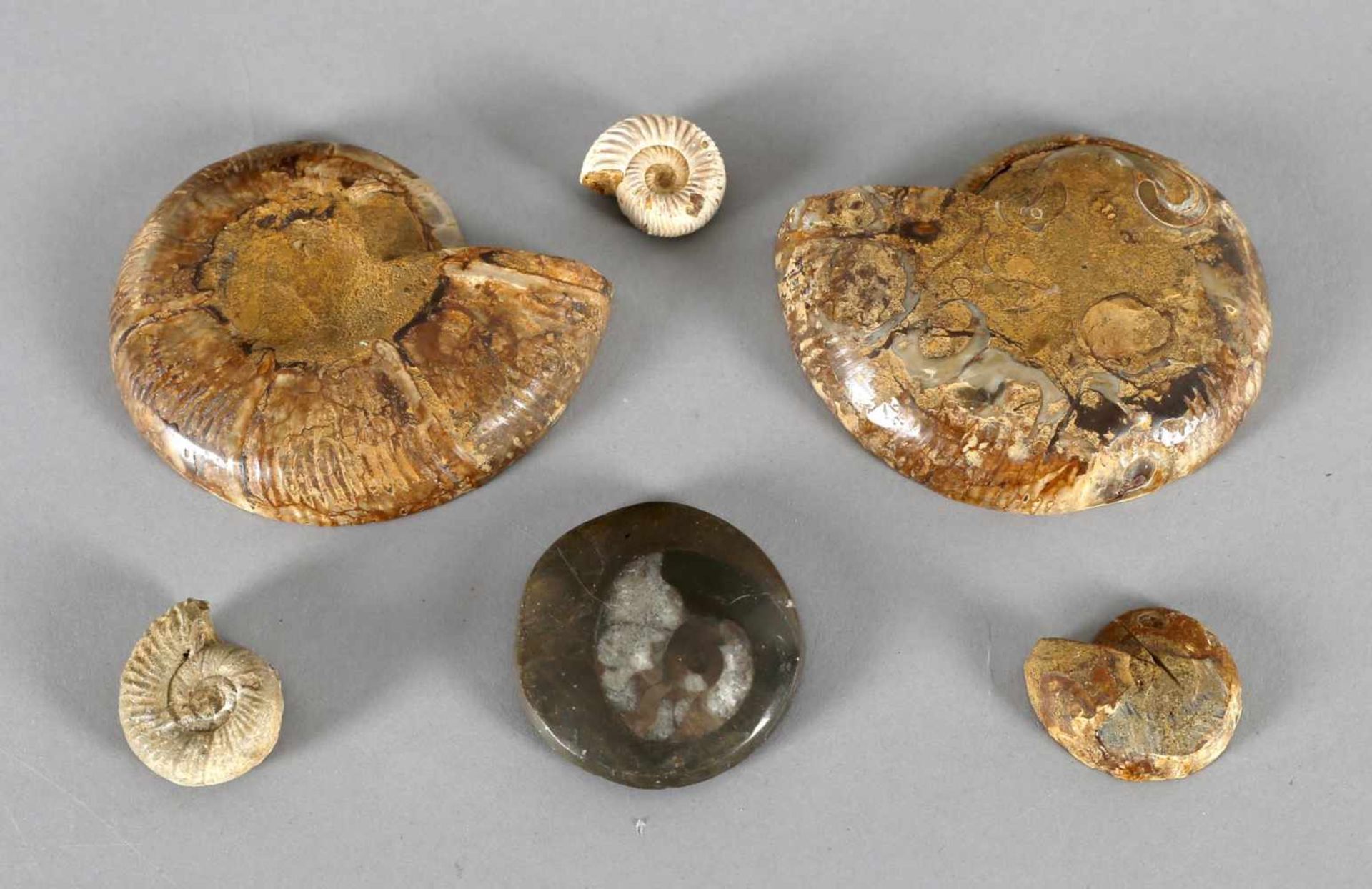 Konvolut Ammoniten, 6 Teile