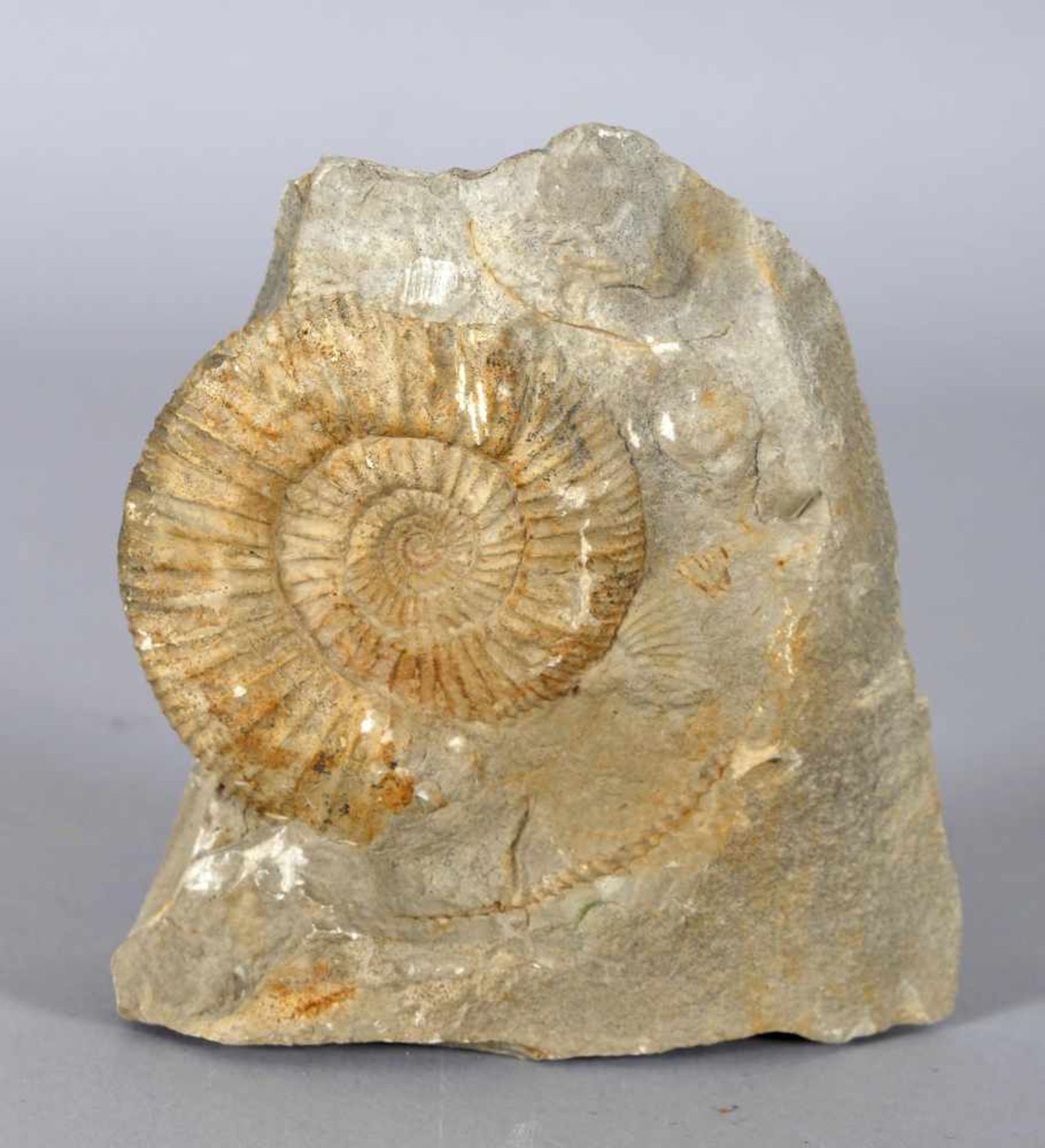 Ammonit, Jura, Gräfenberg