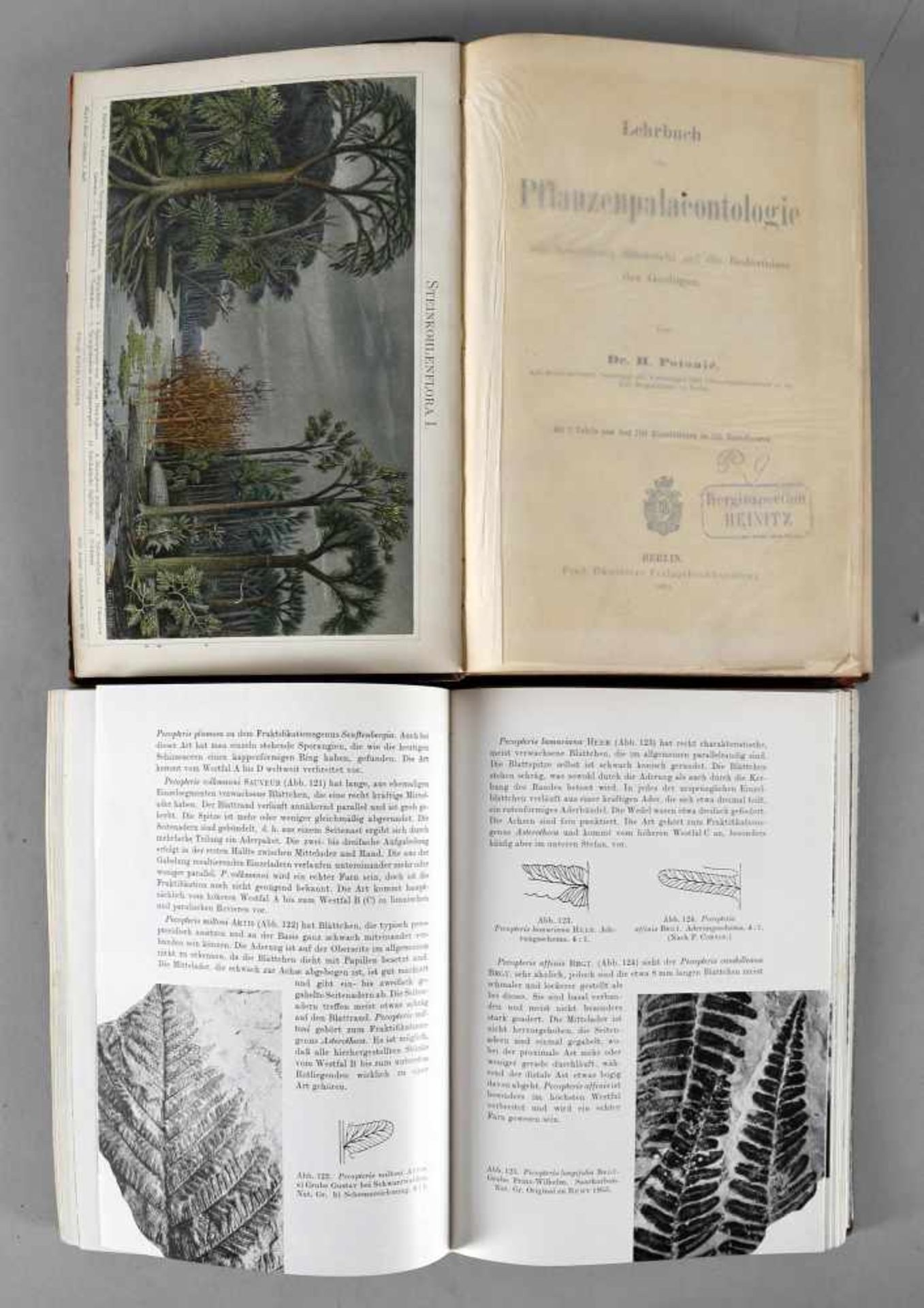 Lehrbuch der Pflanzenpaleontologie mit besonderer Rücksicht auf die Bedürfnisse des Geologen Dr.