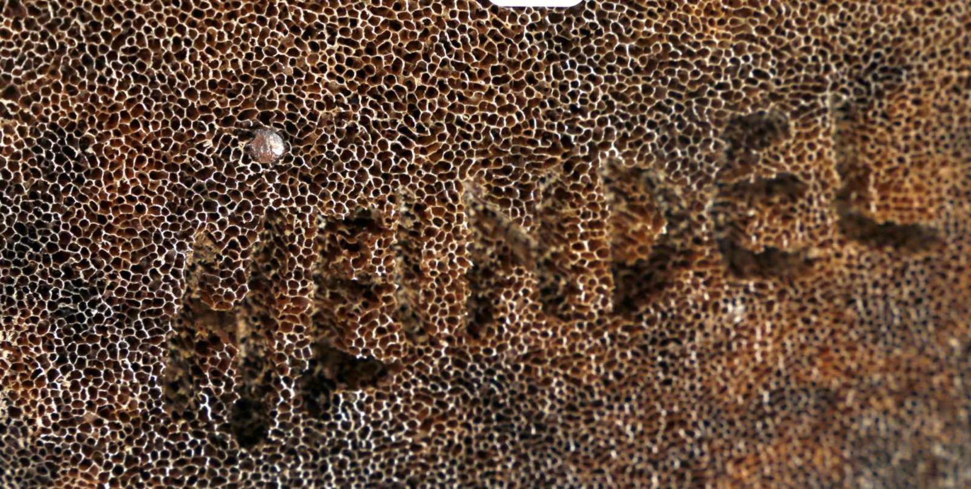 Walross, naturalistische Schnitzerei mit Stoßzähnen aus Walrosszahn auf Unterseite signiert Heindel, - Image 2 of 2
