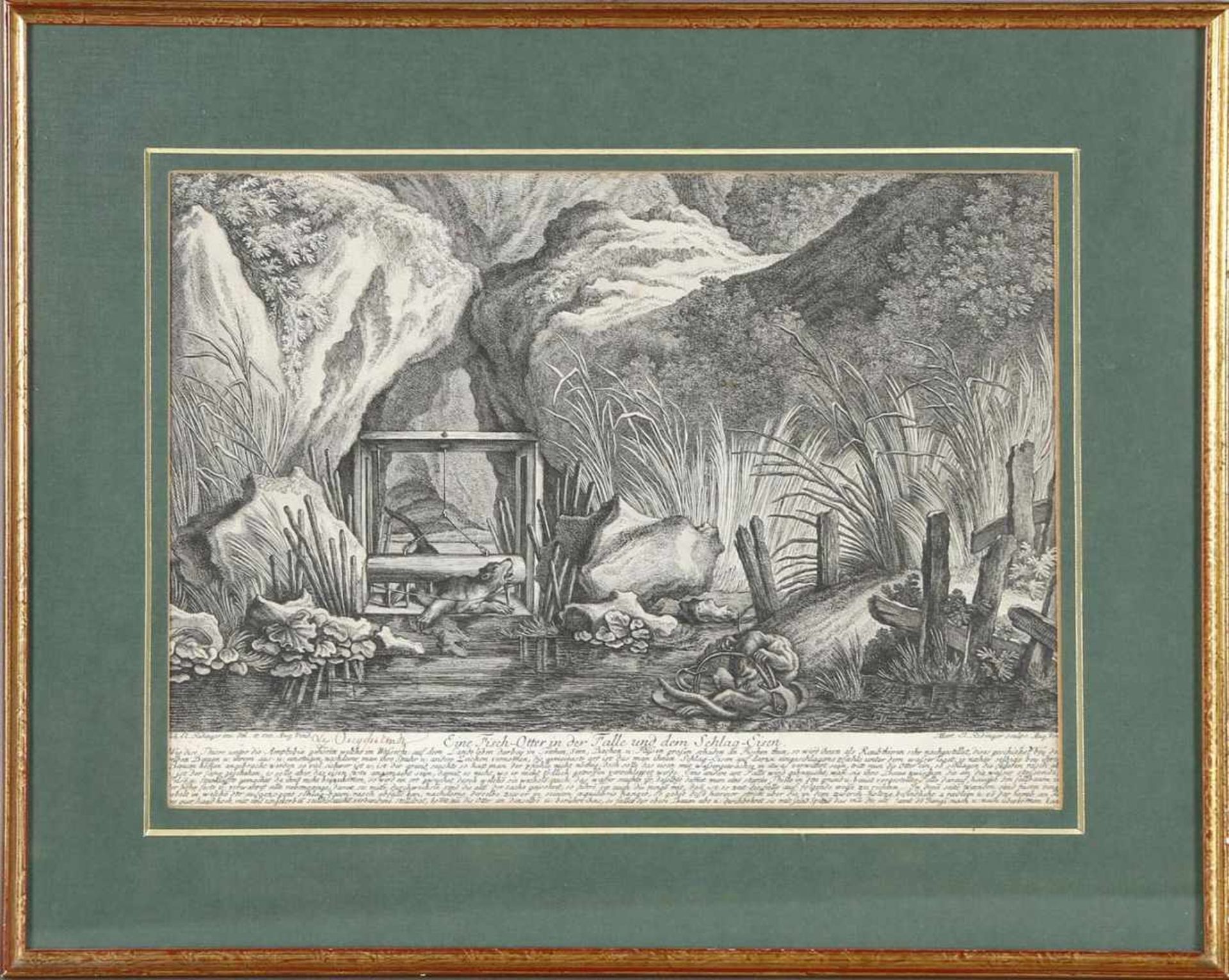 Johann Elias Ridinger (Ulm 1698-1767 Augsburg)"Eine Fisch-Otter in der Falle und dem Schlag-