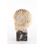 A large ammonite fossil specimen  mounted to a black marble plinth, 35 cm x 21 cm (full dimensions),