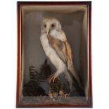 Taxidermy: A Cased Barn Owl (Tito alba) perched upon a moss encrusted branch amid moss and ferns,
