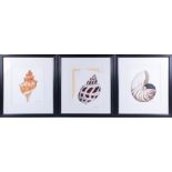 John Matthew Moore (XX-XXI) 'Sea Shells', offset lithographs, signed and numbered 4/295, within a