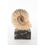 A large ammonite fossil specimen  mounted to a black marble plinth, 36 cm x 19.5 cm (full