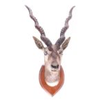 Taxidermy: A pair of early 20th century black buck neck and heads, with horns, mounted to wooden