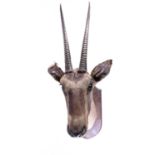 Taxidermy - a shoulder mounted Oryx, on shield shape mount inscribed' Oryx, Laikipia, 30th Oct