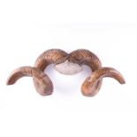 A pair of adult male Mouflon coiled horns, late 19th/early 20th century, 51cm wideCondition