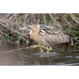 Spring Bird Song Walk – An early morning spring bird song walk in Walberswick for two people with
