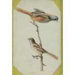 THIEL, ELIZABETH VAN (1818-1868), ges. l.o., vogels op tak, aquarel 32 x 20 cm.