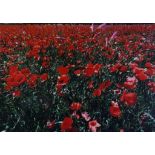 Huf, Paul (1924-2002), poppies, photograph 71 x 100 cm. From the series: Vincent van Gogh/Paul