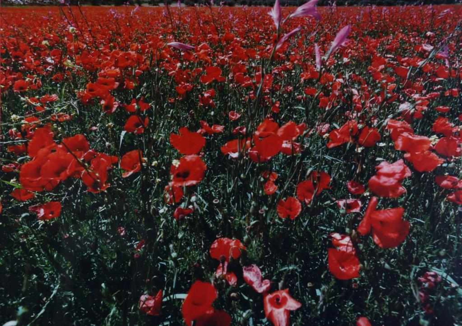 Huf, Paul (1924-2002), poppies, photograph 71 x 100 cm. From the series: Vincent van Gogh/Paul