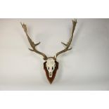 Taxidermy deer antler with skull.Damhert schedel met gewei op houten plateau.