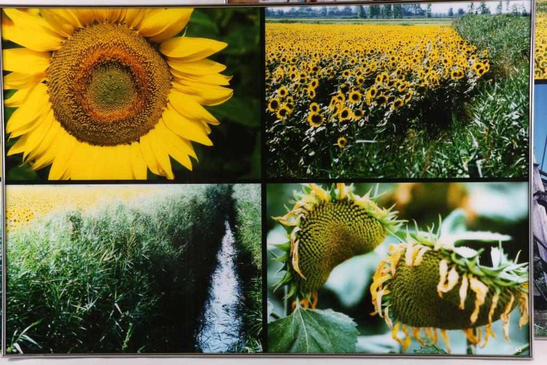 Huf, Paul (1924-2002), Sunflowers, South of France, 3 compilations of photographs 120 x 80 cm. - Bild 2 aus 4
