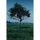 Huf, Paul (1924-2002), apple tree, photograph 70 x 100 cm. From the series: Vincent van Gogh/Paul