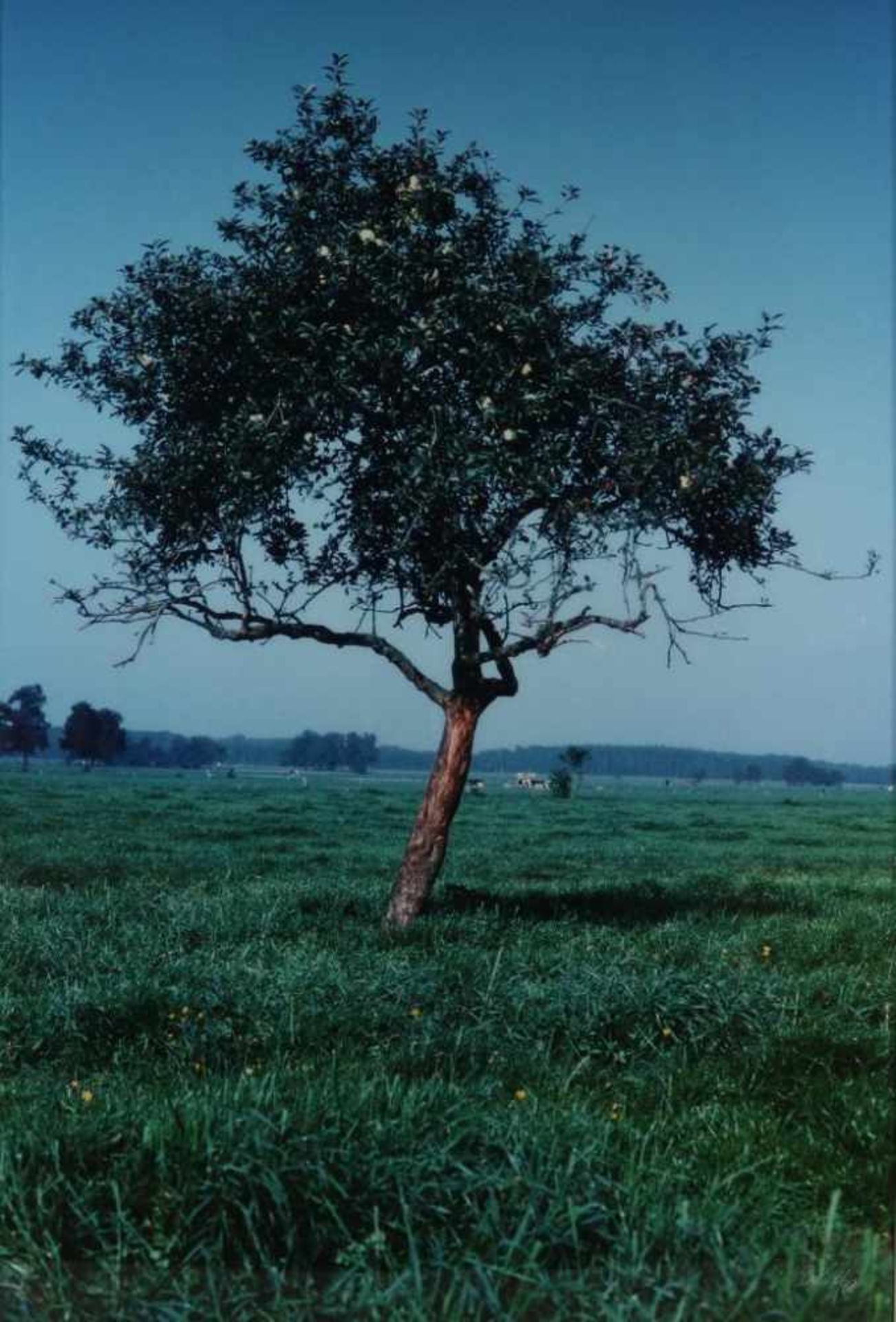 Huf, Paul (1924-2002), apple tree, photograph 70 x 100 cm. From the series: Vincent van Gogh/Paul