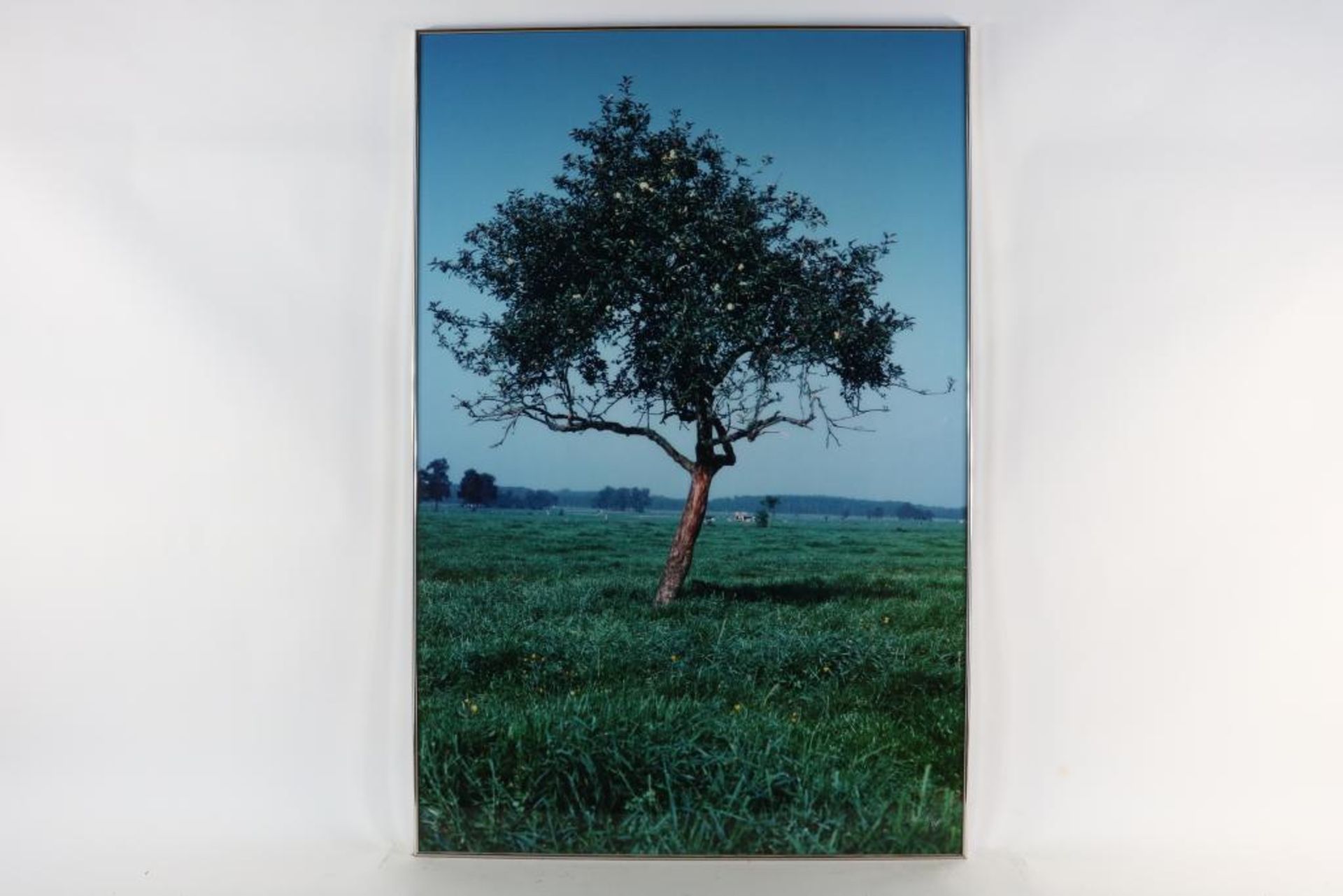 Huf, Paul (1924-2002), apple tree, photograph 70 x 100 cm. From the series: Vincent van Gogh/Paul - Bild 2 aus 4