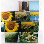 Huf, Paul (1924-2002), Sunflowers, South of France, 3 compilations of photographs 120 x 80 cm.