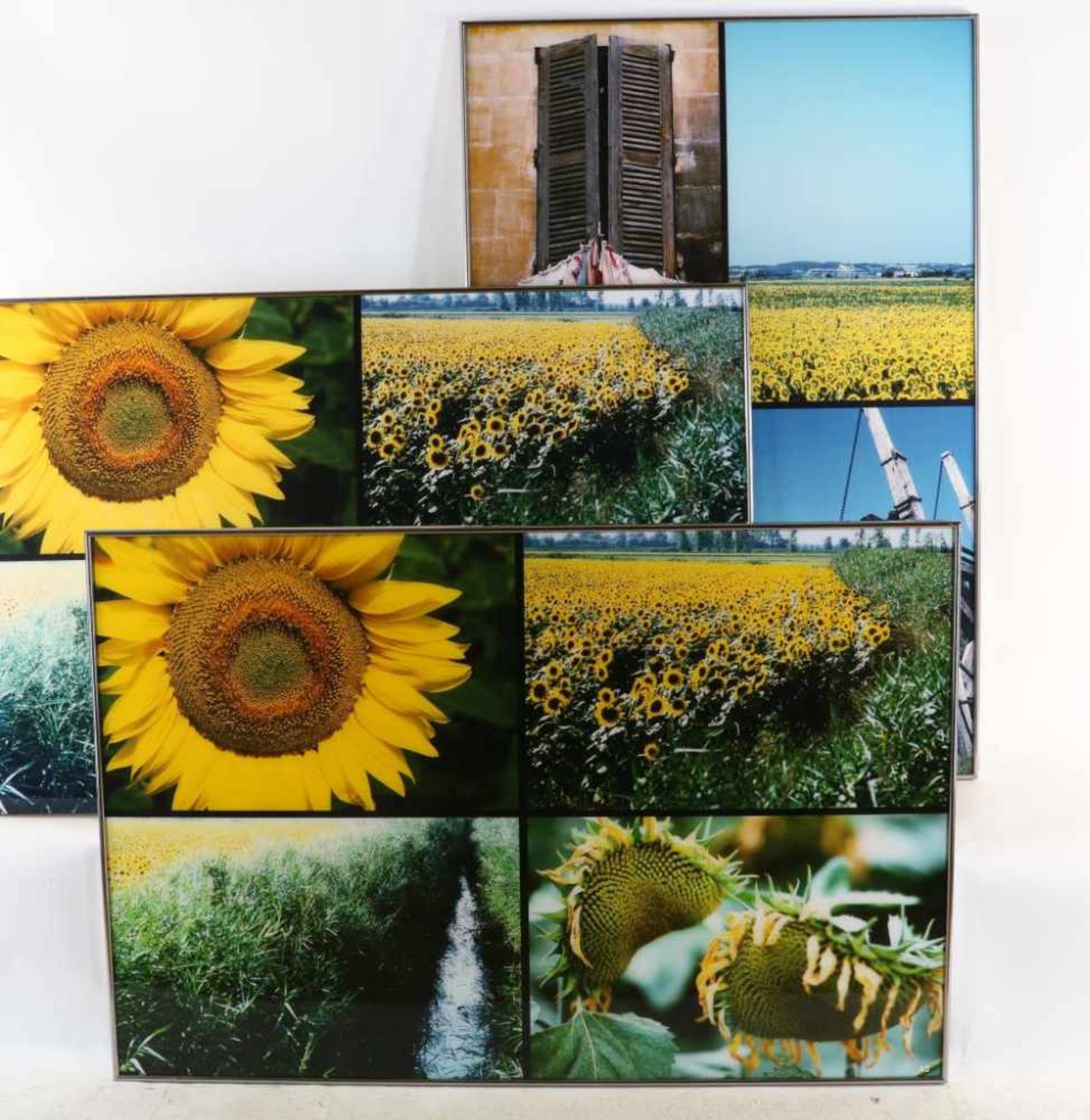 Huf, Paul (1924-2002), Sunflowers, South of France, 3 compilations of photographs 120 x 80 cm.