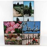 Huf, Paul (1924-2002), Blossom, olive trees and cypresses, 2 compilations of photographs 120 x 80