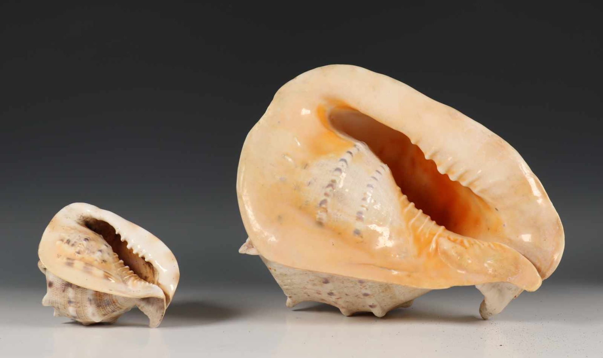 Twee conch shells, l. 28 en 14 cm. [2]120 - Bild 2 aus 2