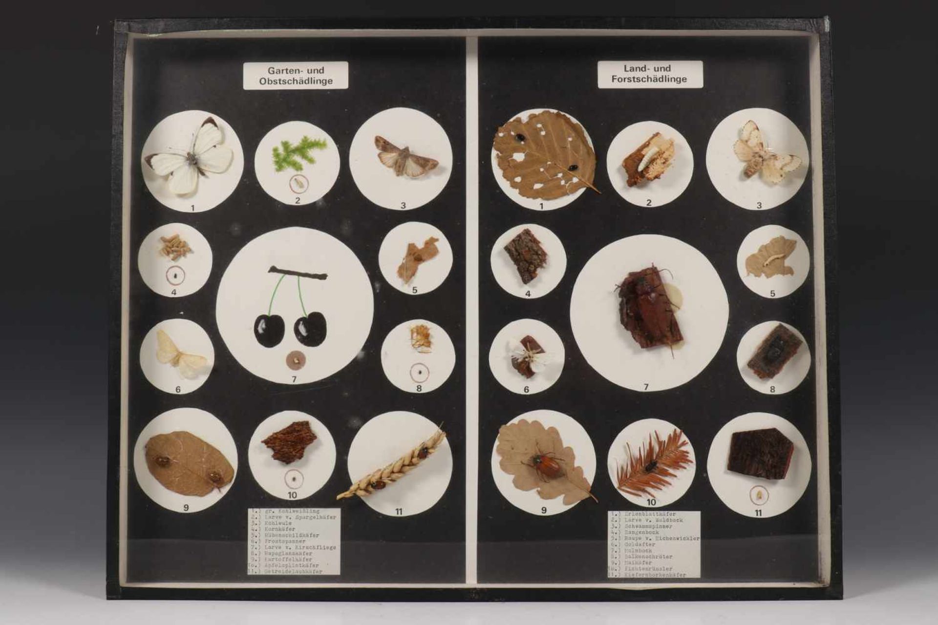 Zeven verschillende wand vitrine kasten met geprepareerde insecten, vruchten e.d. Ca. 1960,w.o.