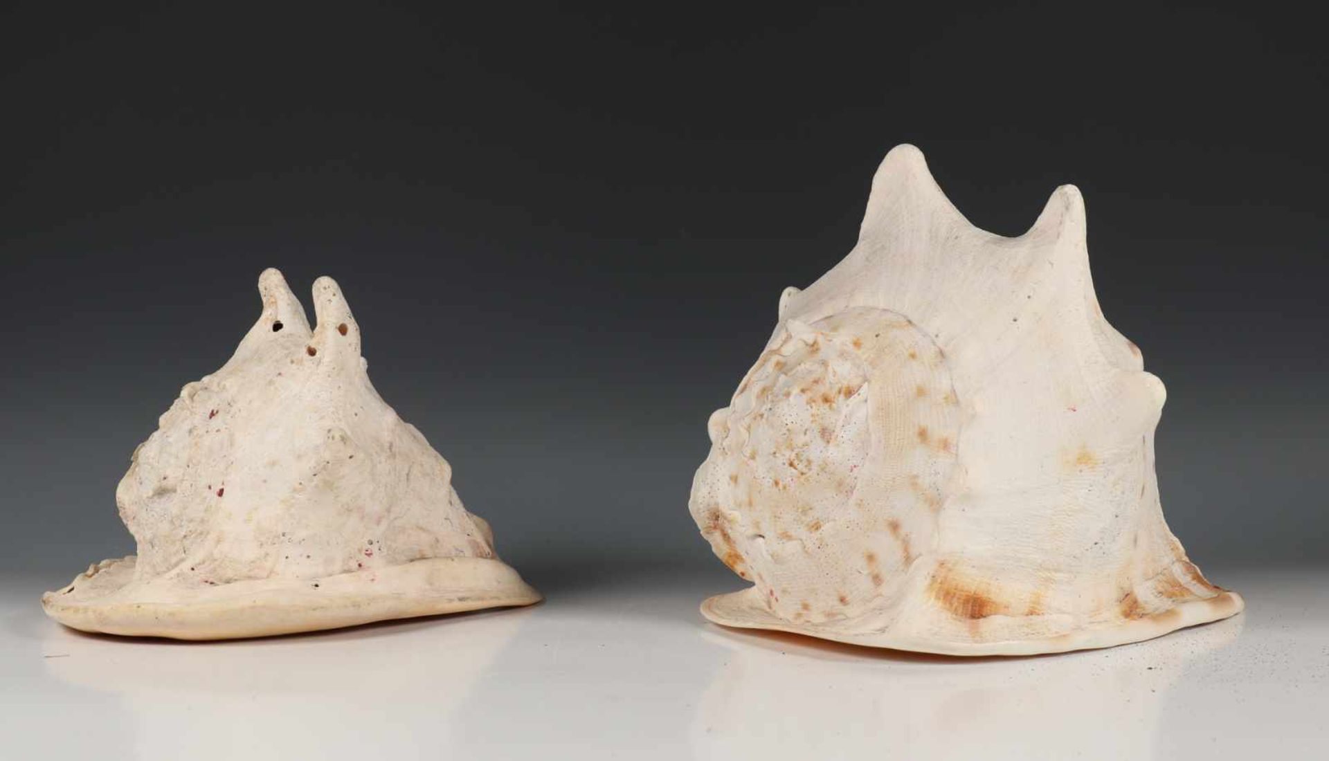 Twee conch shells, l. 22 en 28 cm. [2]150