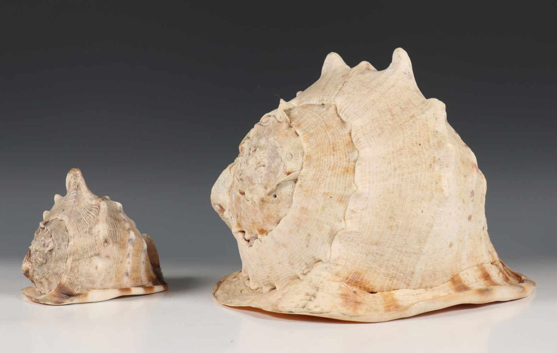 Twee conch shells, l. 28 en 14 cm. [2]120