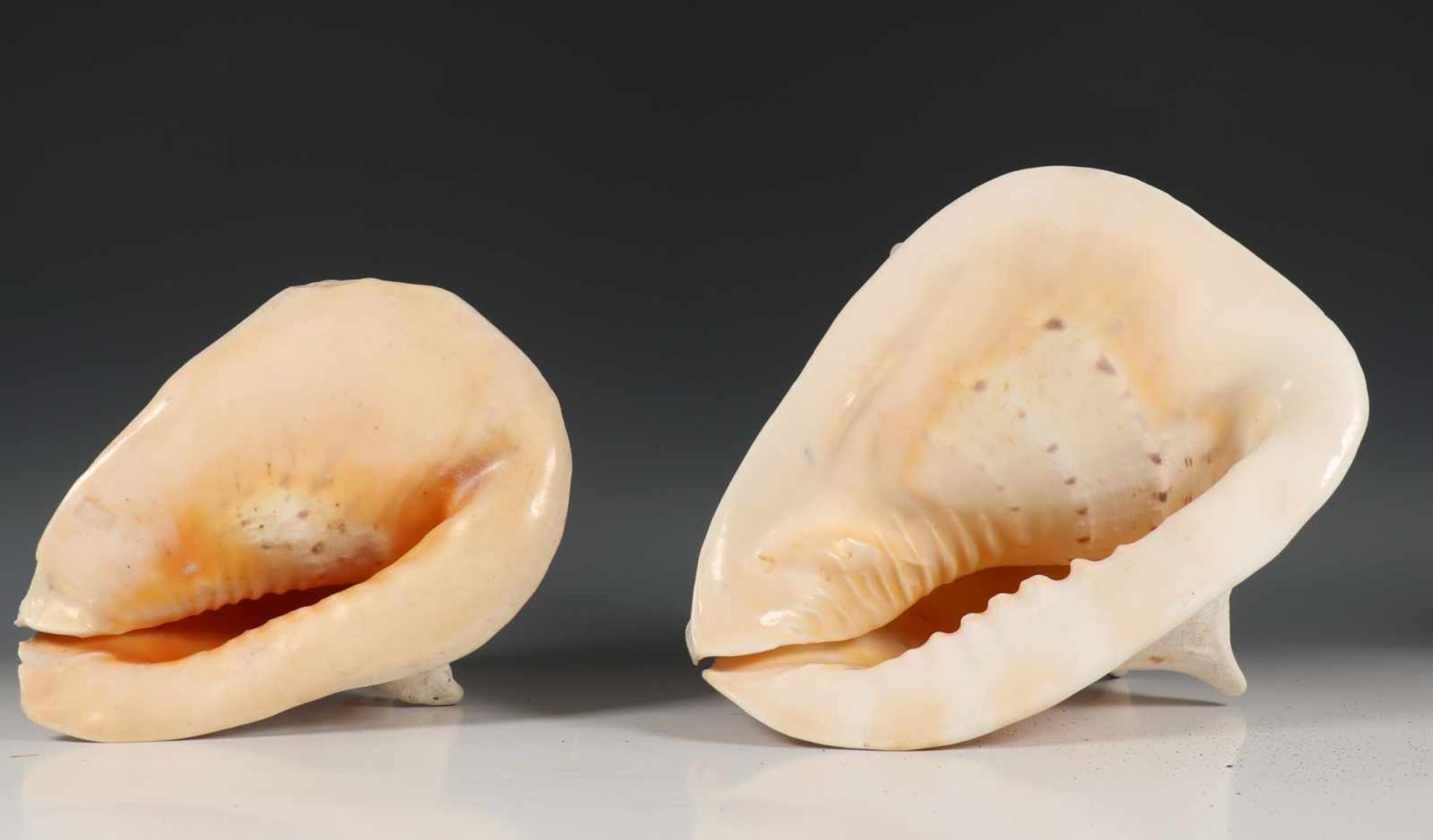 Twee conch shells, l. 22 en 28 cm. [2]150 - Bild 2 aus 2