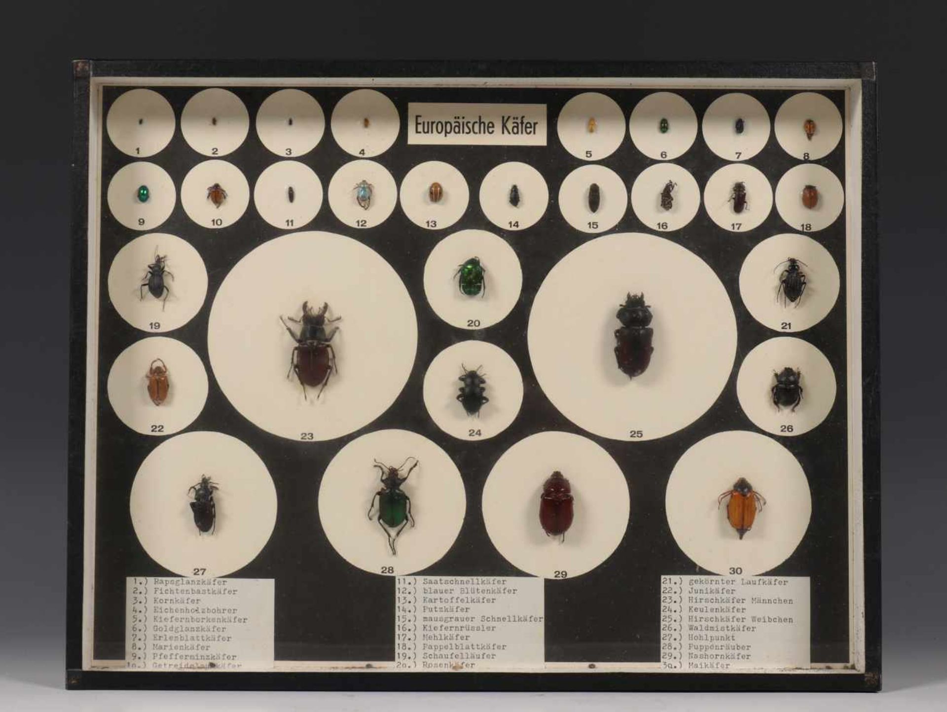 Zeven verschillende wand vitrine kasten met geprepareerde insecten, vruchten e.d. Ca. 1960,w.o. - Bild 6 aus 6