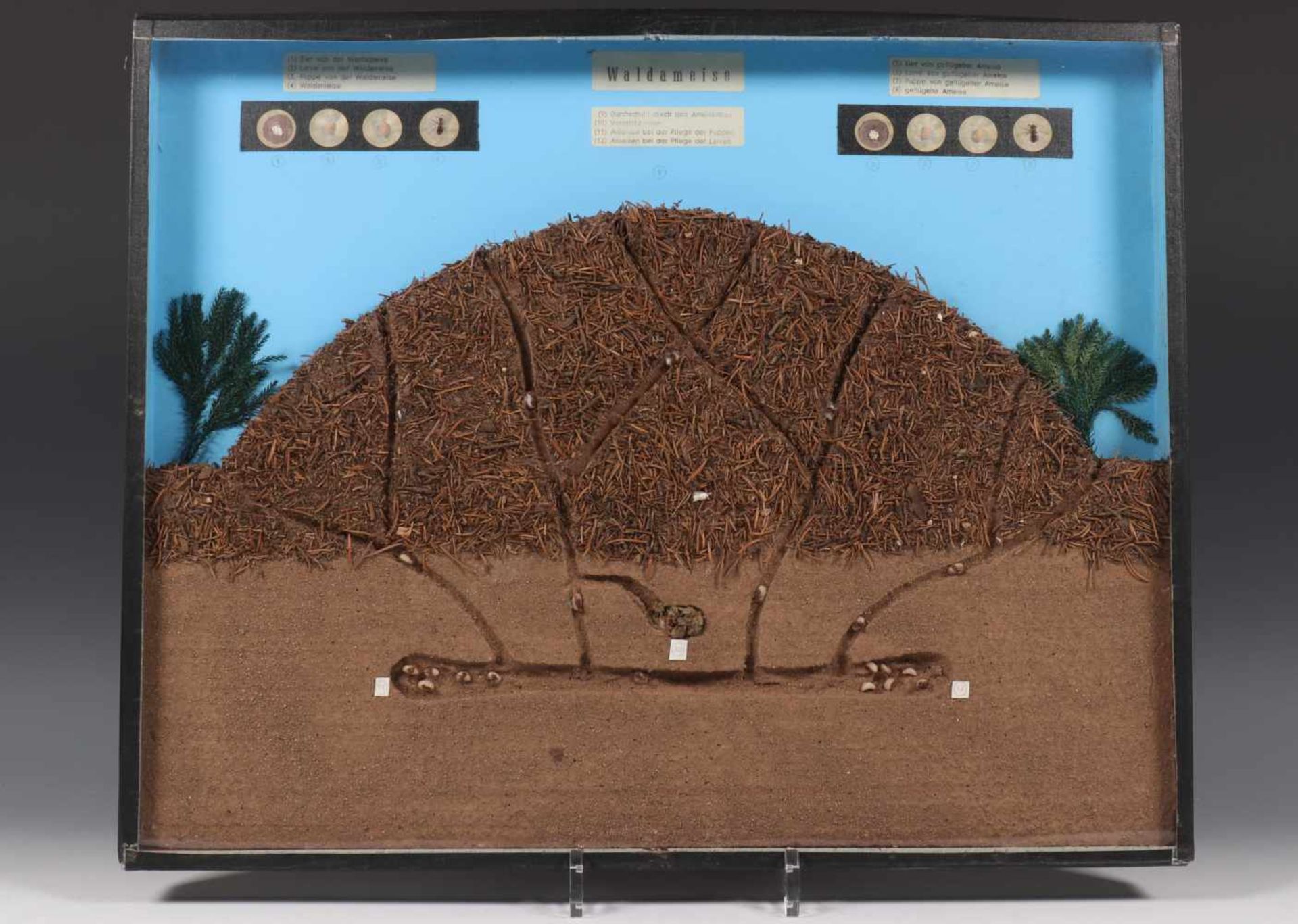 Zeven verschillende wand vitrine kasten met geprepareerde insecten, vruchten e.d. Ca. 1960,w.o. - Bild 3 aus 6