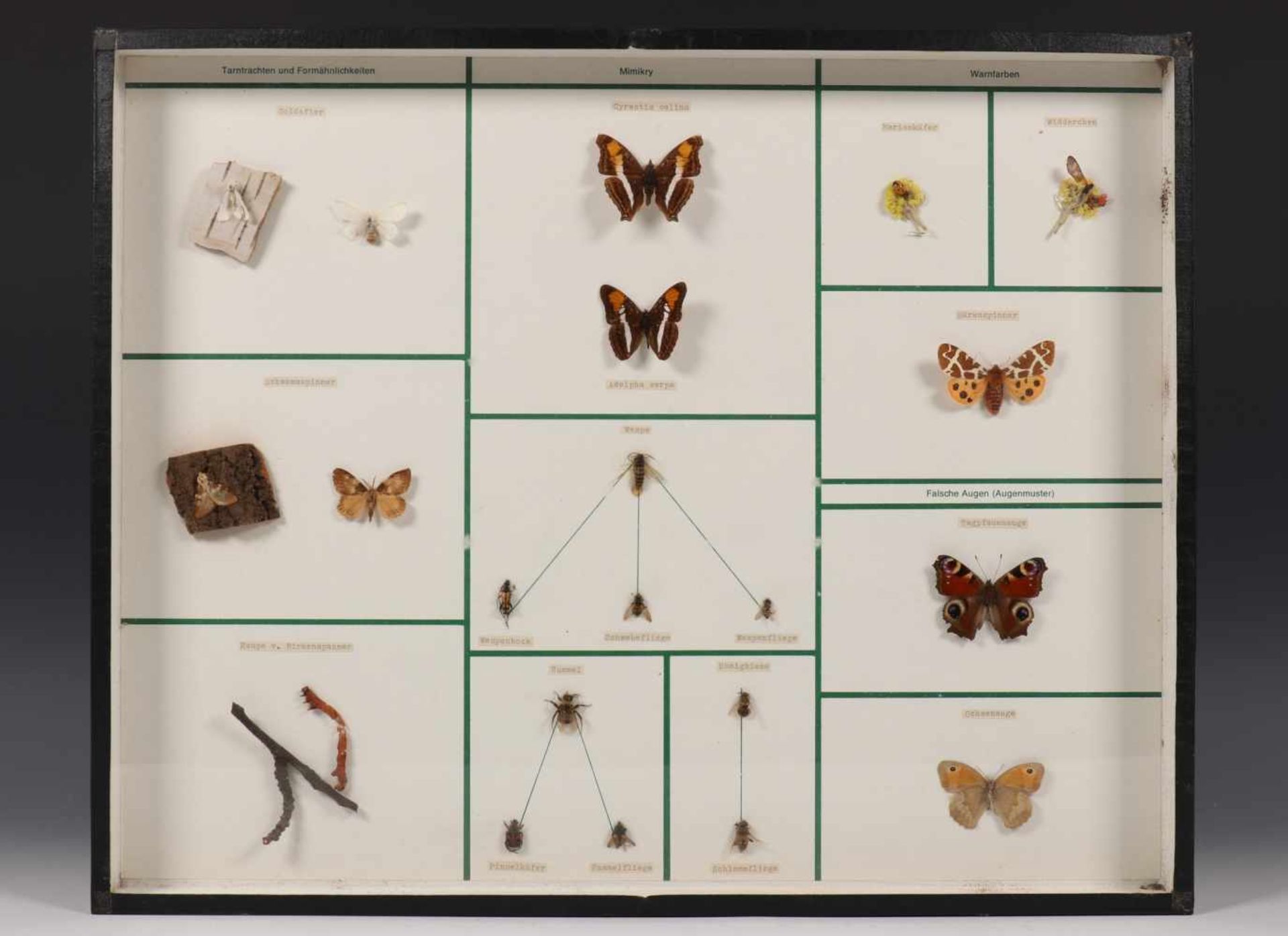 Zeven verschillende wand vitrine kasten met geprepareerde insecten, vruchten e.d. Ca. 1960,w.o. - Bild 2 aus 6